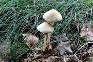 Agrocybe rivulosa (1).jpg